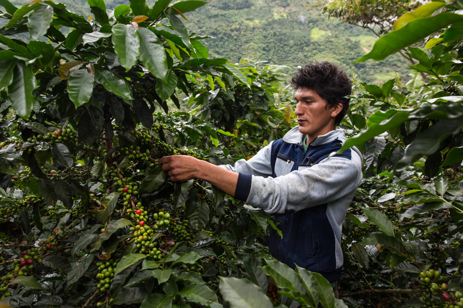 El norte es la zona con la mayor producción de café del Perú